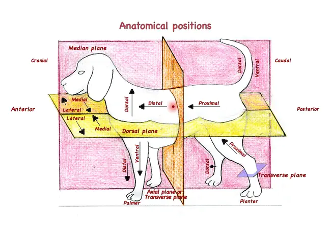 caudal-related homeobox : 尾相关同源盒