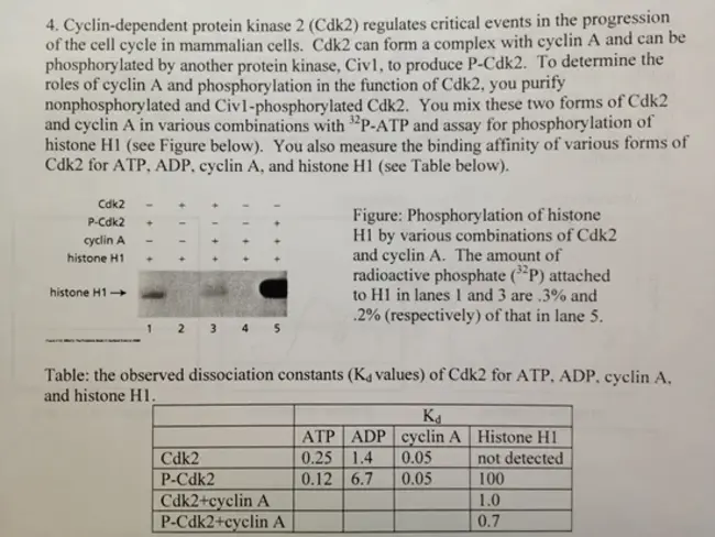 CDK-activating kinase (cyclin-dependent kinase) : CDK激活激酶（细胞周期蛋白依赖激酶）