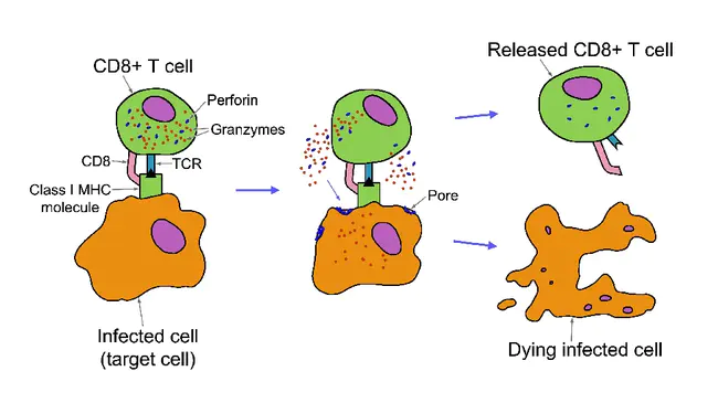 Cell-Mediated Cytotoxicity : 细胞介导的细胞毒性