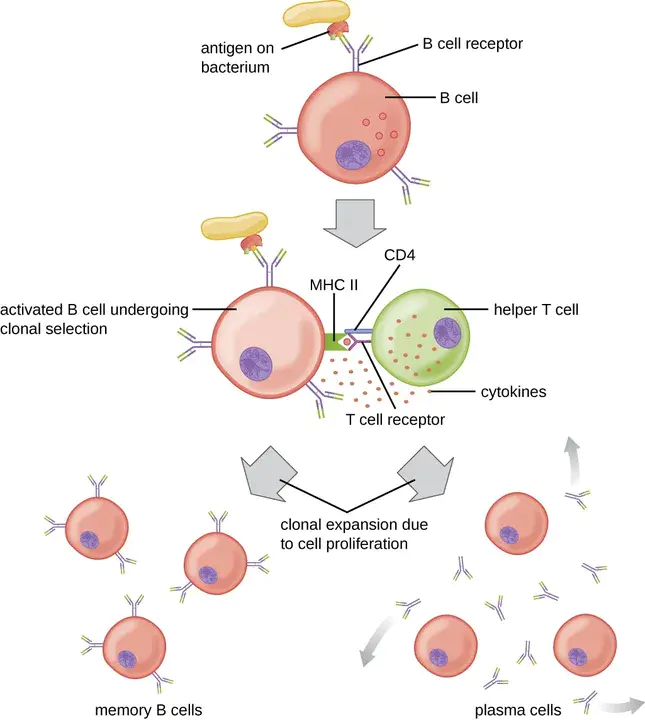 Cell-Mediated Lymphocytotoxicity : 细胞介导的淋巴细胞毒性