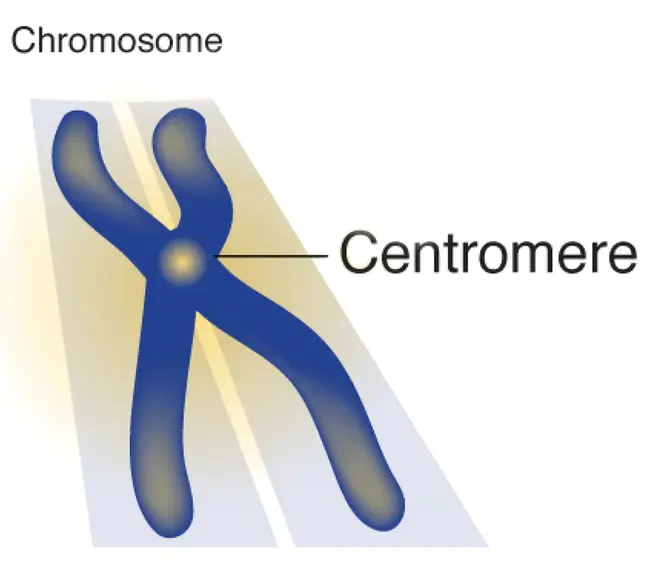 centromere : 着丝粒