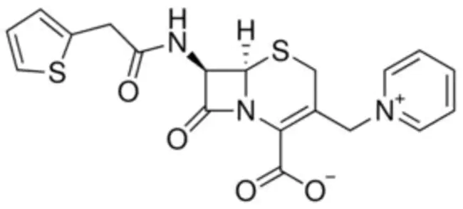 cephaloridine : 头孢啶