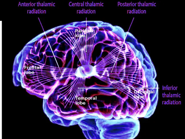 Cerebello-Thalamo-Cortical : 丘脑小脑皮质