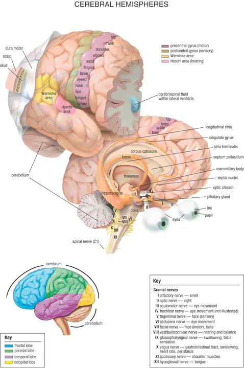 Cerebral Ischaemia : 脑缺血