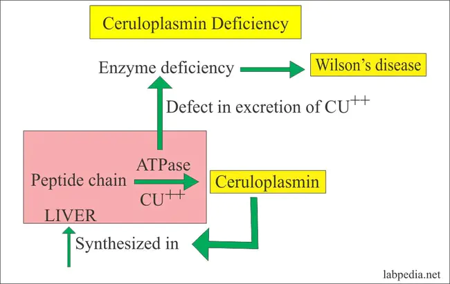 ceruloplasmin : 铜蓝蛋白