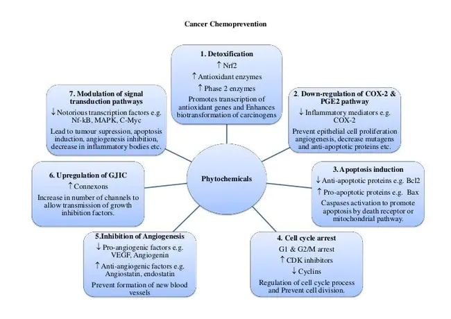 chemoprevention : 化学预防