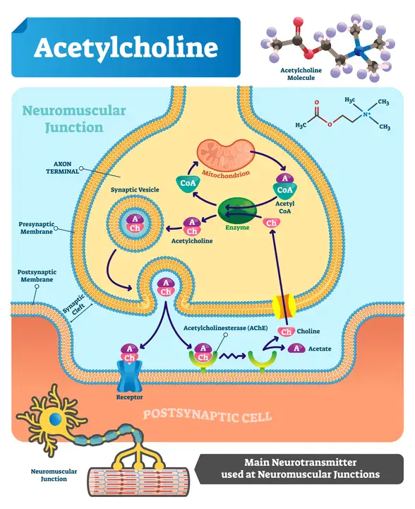 Choline Deficiency : 胆碱缺乏