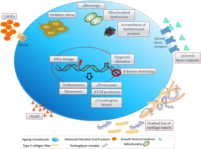 chondrocyte metalloprotease : 软骨细胞金属蛋白酶