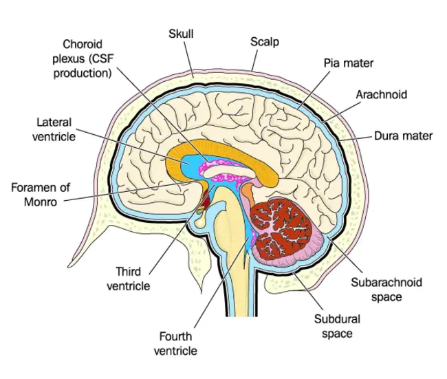 Choroid Plexus : 脉络丛