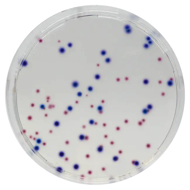 Chromaffin Granules : 嗜铬颗粒