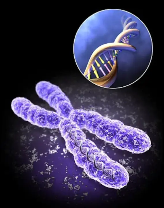 Chromosome Information System : 染色体信息系统