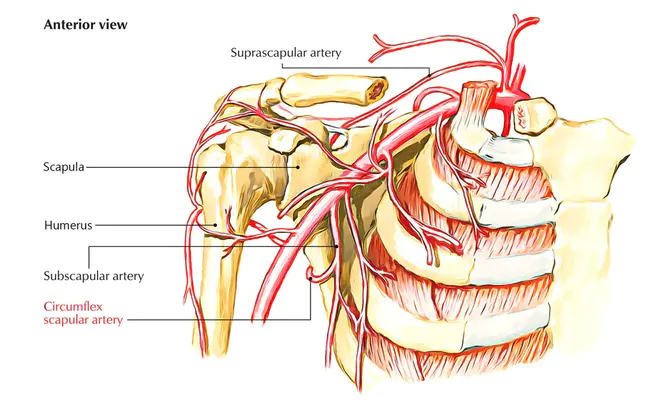 Circumflex Coronary Artery : 回旋冠状动脉