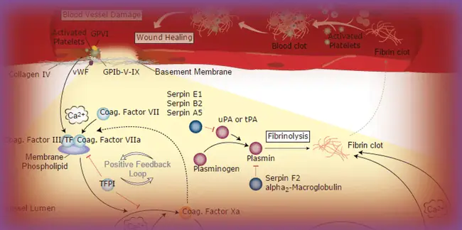 coagulation : 混凝