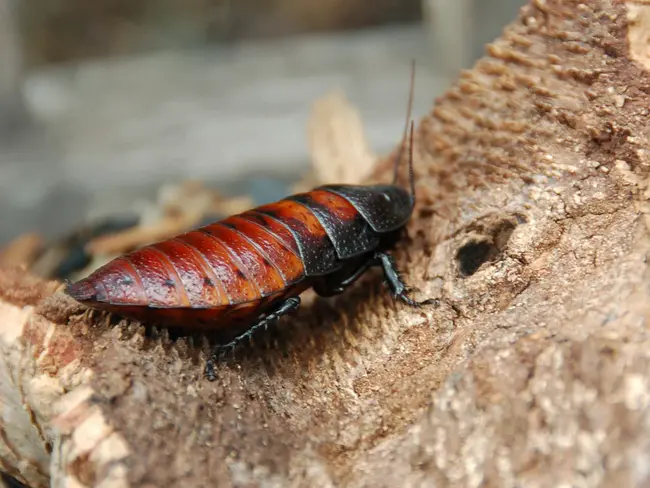 cockroach antigen : 蟑螂抗原