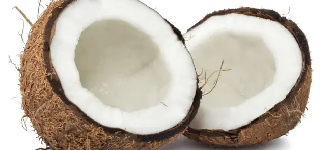 Coconut Oil : 椰子油