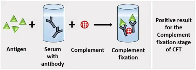 Complement Fixation : 补体结合