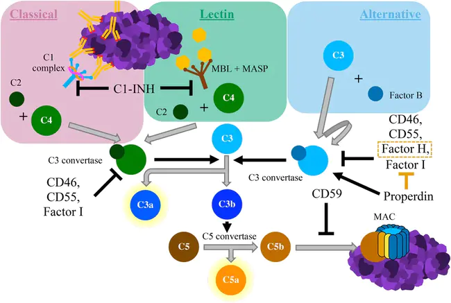 Complement Receptor : 补体受体