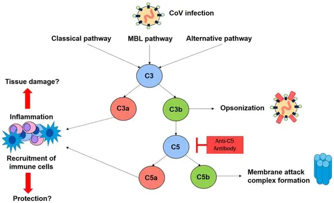 Complement-Dependent Antibody : 补体依赖性抗体