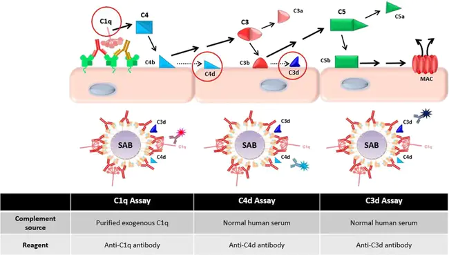 Complement-Mediated Cytolysis : 补体介导细胞溶解