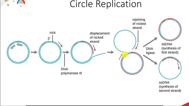 Complex Chromosomal Rearrangement : 复杂染色体重排