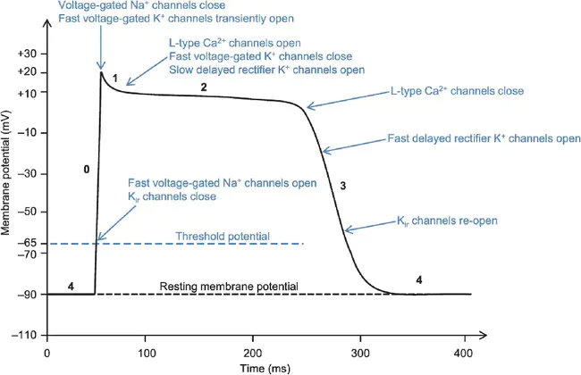 Compound Action Potential : 复合动作电位