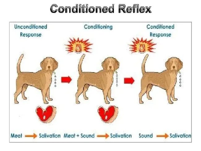 Conditioned Reflex : 条件反射