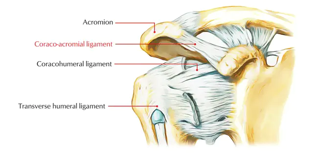 coracoacromial : 喙突肩峰的