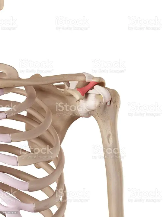 coracoacromial ligament : 喙肩韧带