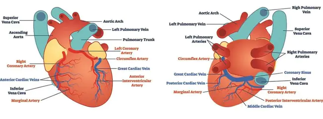 Coronary Atherosclerosis : 冠状动脉粥样硬化