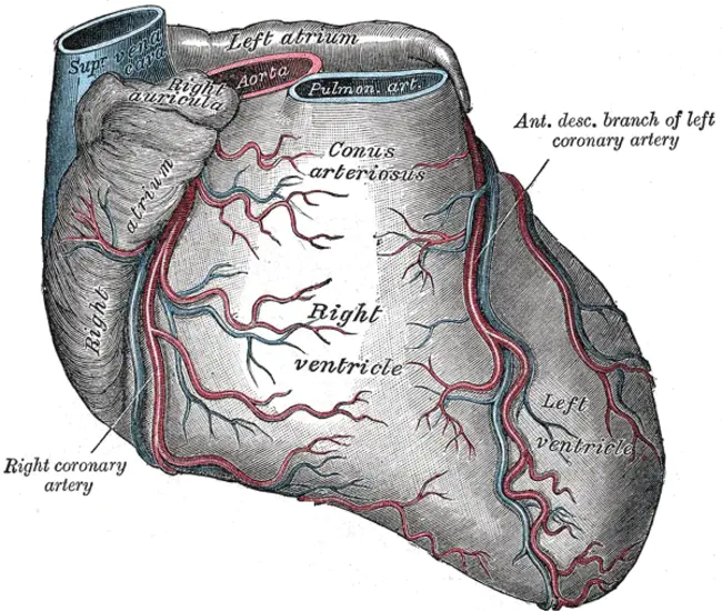 Coronary Occlusion : 冠状动脉闭塞