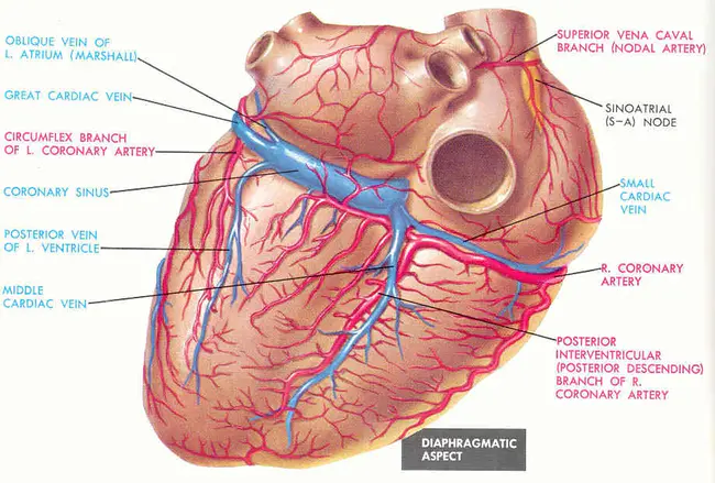 Coronary Risk : 冠状动脉危险性