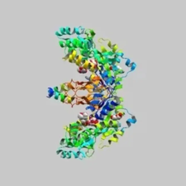 corticotropin-like intermediate lobe peptide : 促肾上腺皮质激素样中叶肽