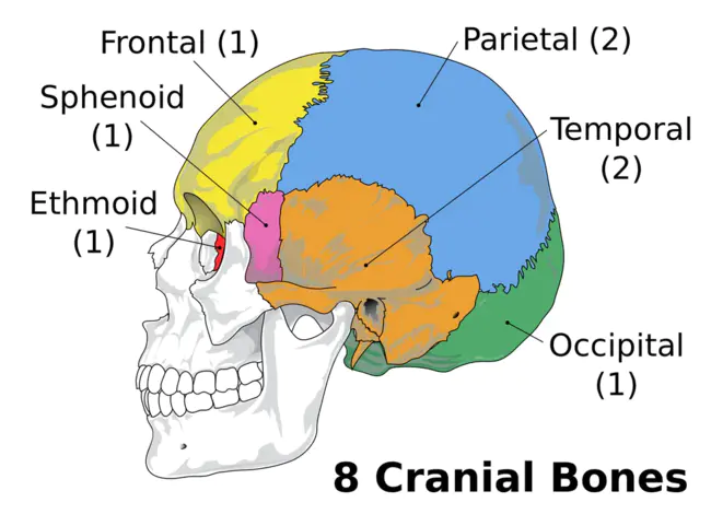 cranial : 头盖的