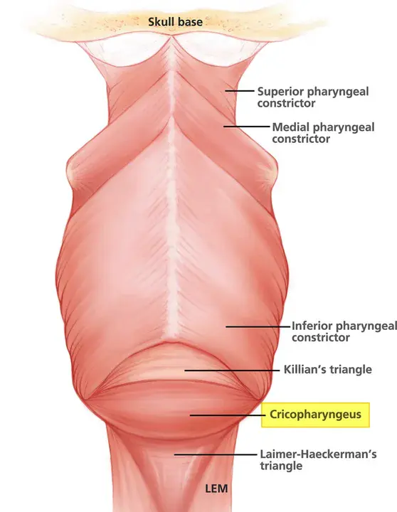 cricopharyngeal : 环咽的