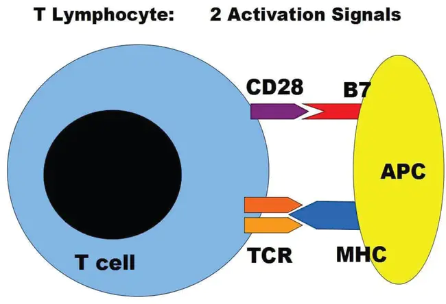 cutaneous lymphocyte-associated antigen : 皮肤淋巴细胞相关抗原