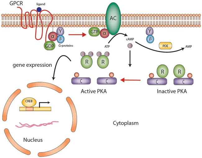 Cyclase-Activating Protein : 环化酶激活蛋白