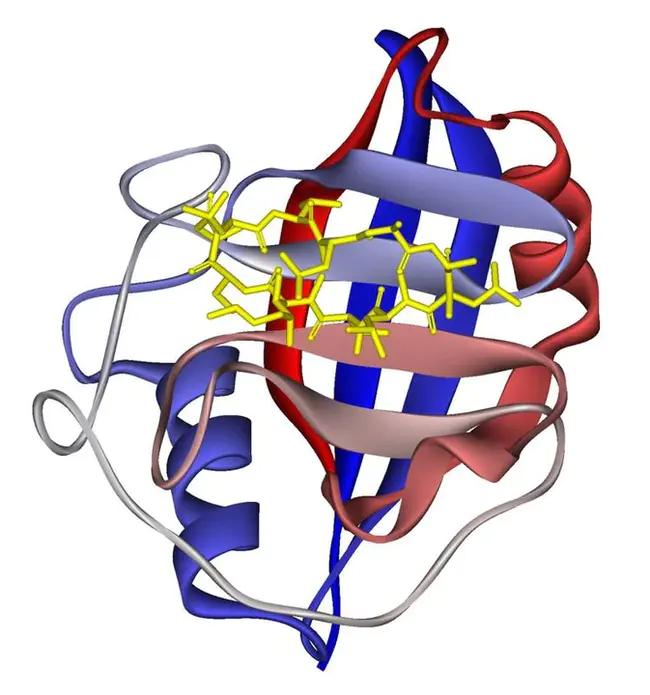 cyclophilin : 亲环素