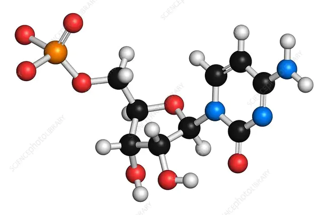 cytidine triphosphate : 三磷酸胞苷