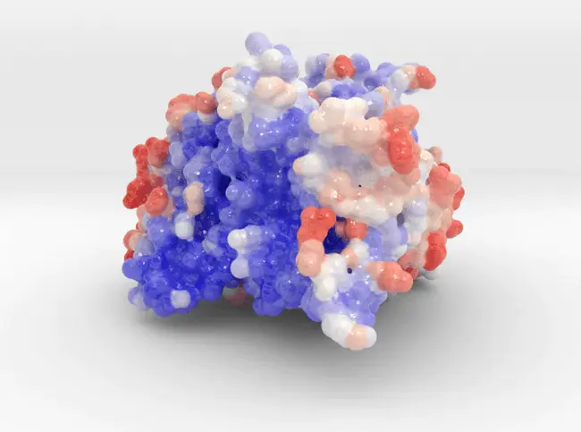 cytochrome C : 细胞色素C