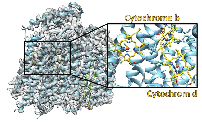 Cytochrome Oxidase : 细胞色素氧化酶
