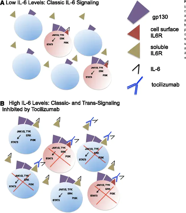 Cytokine Release Syndrome : 细胞因子释放综合征