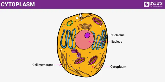 Cytoplasmic Domain : 细胞质结构域