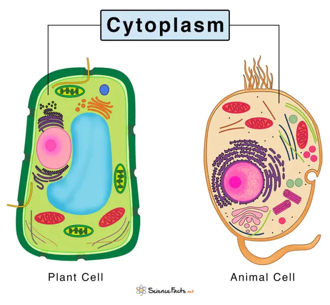 Cytoplasmic Extract : 细胞质提取物