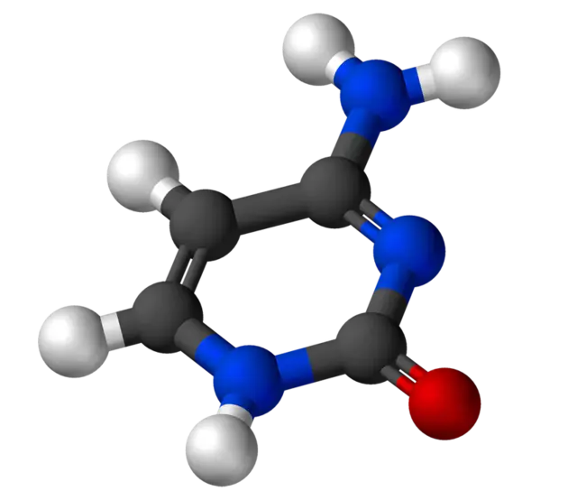 cytosine arabinoside : 阿糖胞嘧啶