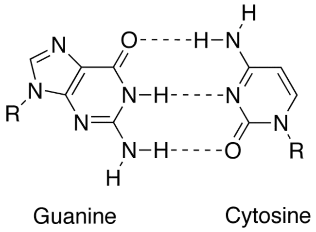 Cytosine-Guanine : 胞嘧啶鸟嘌呤
