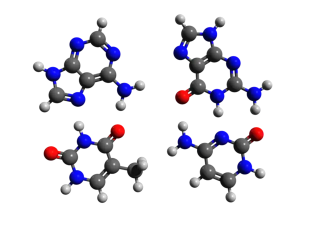 Cytosine-Thymine-Guanine : 胞嘧啶胸腺嘧啶鸟嘌呤