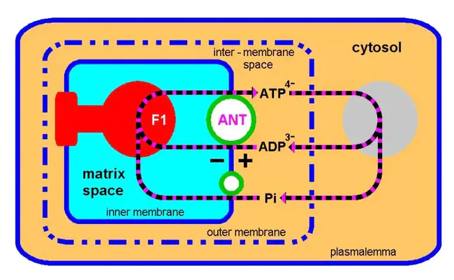 Cytosol Protein : 胞浆蛋白