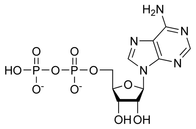 diphosphate : 二磷酸盐