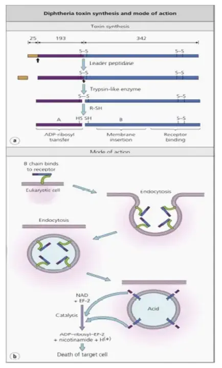 Diphtheria Toxin Sensitivity : 白喉毒素敏感性