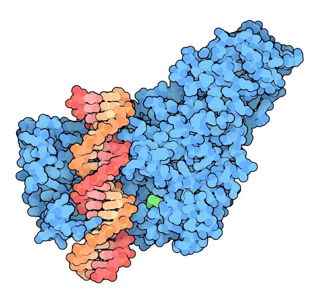 DNA methyltransferase : DNA甲基转移酶